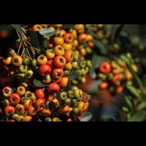 Meet your Posher, Eva